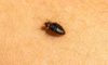 Bed Bug Infestations: Identification, Treatment, and Prevention Tips