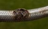 Emergency Plumber Advice for Burst Pipes and Flexi Hoses