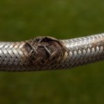 Emergency Plumber Advice for Burst Pipes and Flexi Hoses