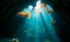 Belize Diving: Explore Mesmerising Underwater Wonders