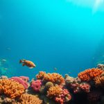 Great Blue Hole Belize: Your Ultimate Diving and Snorkelling Guide