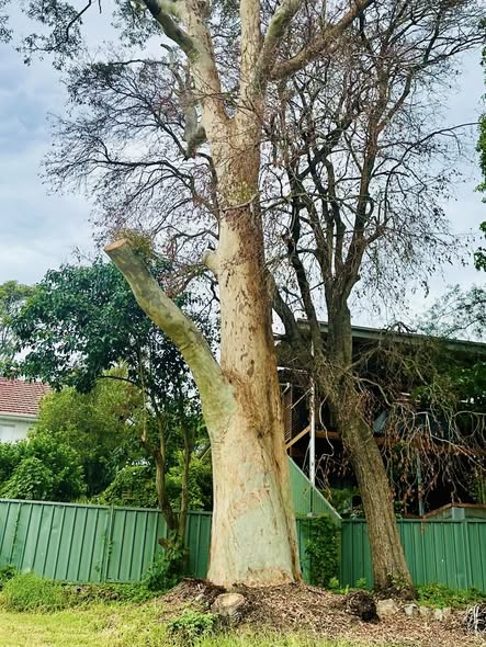 Spotted Gum Tree Struck by Lightning in Adamstown Heights