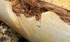 Pipe Relining: Addressing Tree Roots in Your Drains