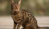Ocicat Spot Patterns: Discovering Distinct Coat Designs