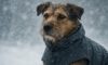 Weather-Resistant Gear for Pets: Essential Accessories