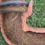Tree Roots in Drains: Addressing Sutherland Shire’s Problem