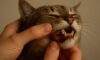 Teeth Brushing Kits for Cats: Top Oral Care Advice