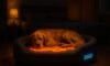 Temperature-Controlled Beds for Pets: Ensuring Comfort